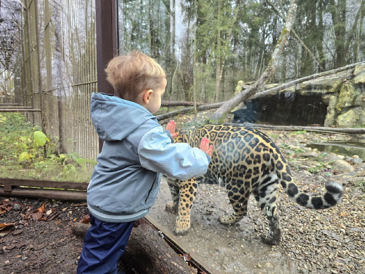 можайск, можайский муниципальный округ, подмосковье, туризм, парк тигров,  подмосковный сафари-парк, тигры, дикие кошки, туристы,хищники,
