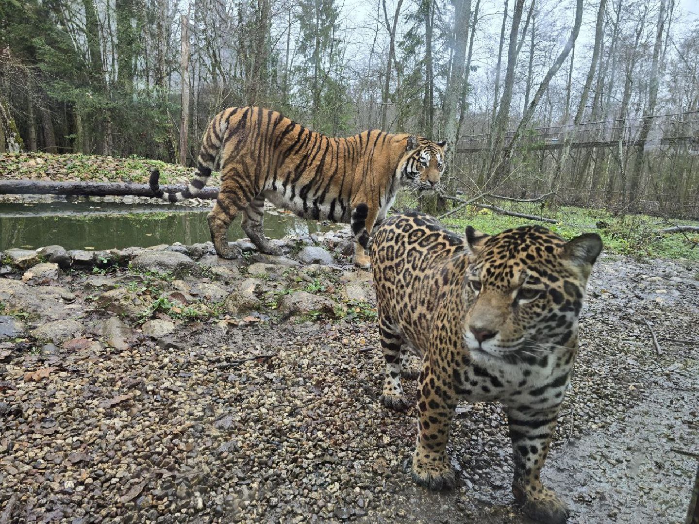можайск, можайский муниципальный округ, подмосковье, туризм, парк тигров,  подмосковный сафари-парк, тигры, дикие кошки, туристы,хищники,