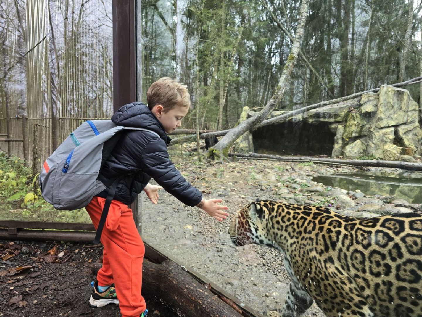 можайск, можайский муниципальный округ, подмосковье, туризм, парк тигров,  подмосковный сафари-парк, тигры, дикие кошки, туристы,хищники,