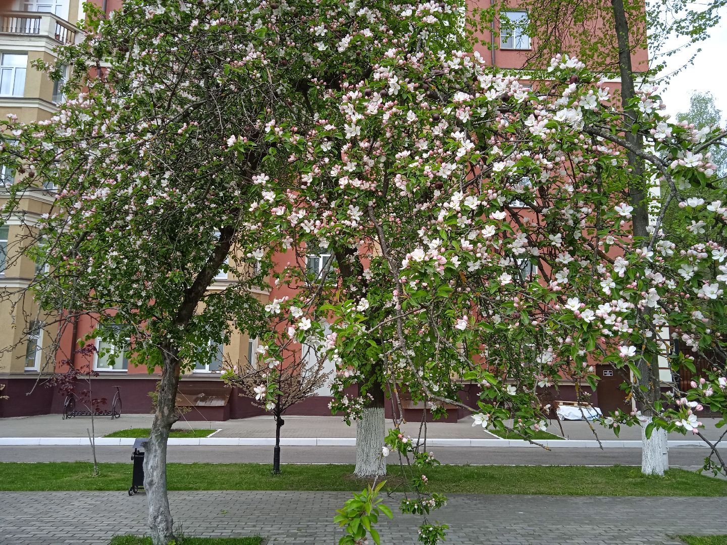 Дружба, отель, ландшафтный, дизайн, территория