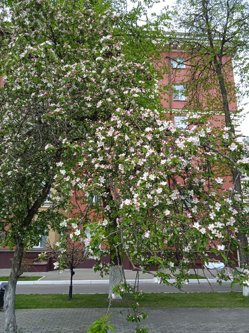 Дружба, отель, ландшафтный, дизайн, территория