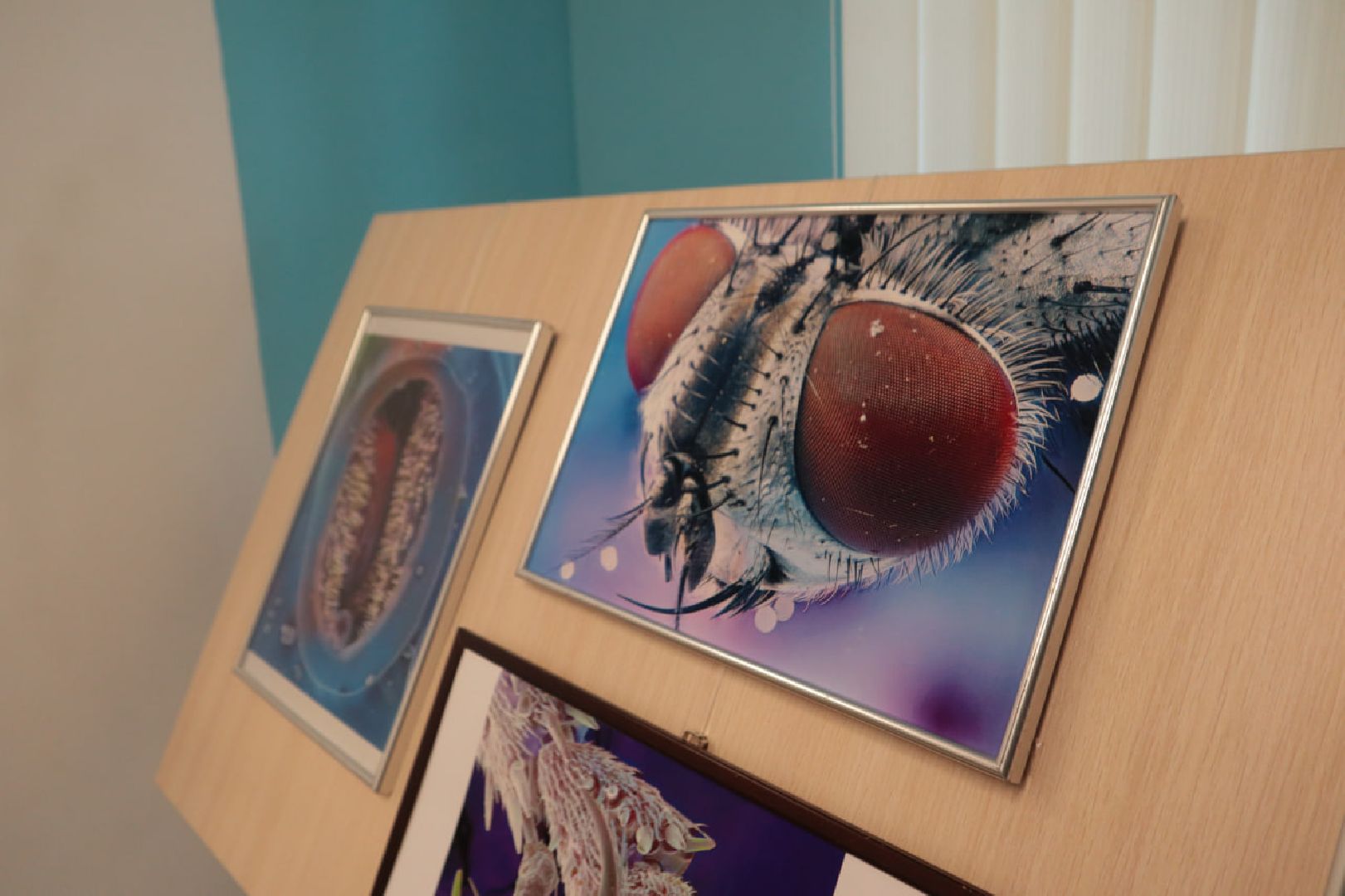 Пущино, образование