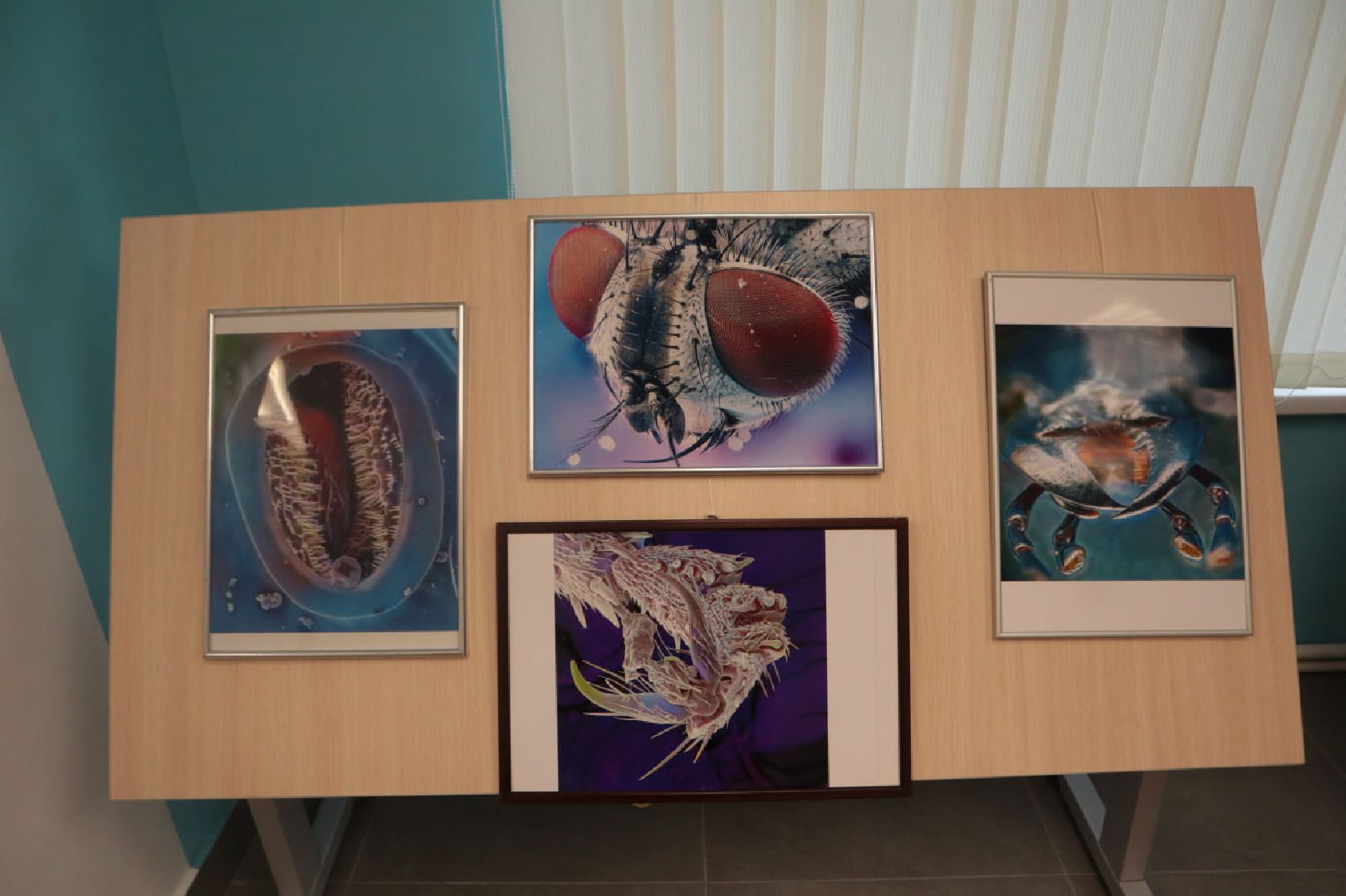 Пущино, образование