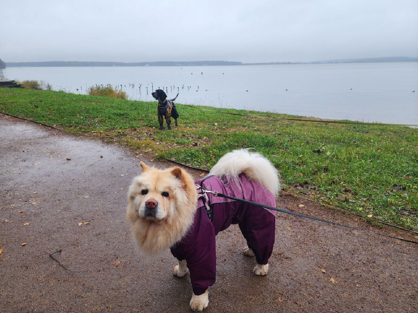 солнечногорск, общество, праздник, единство,