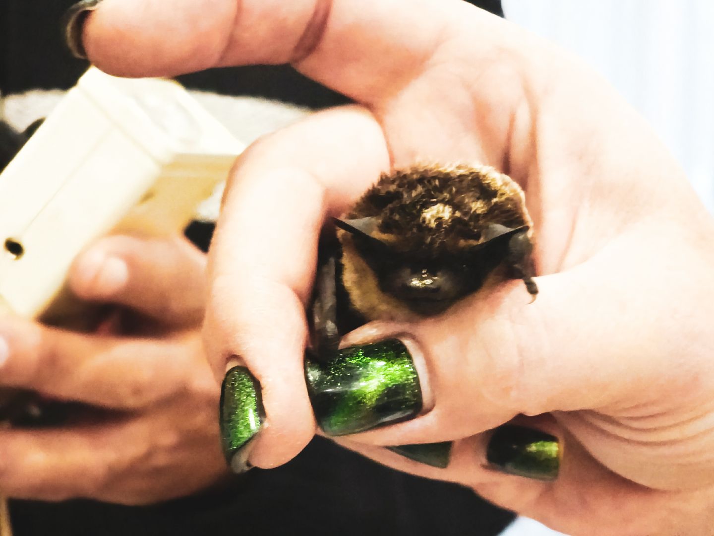 пущино, серпухов, волонтеры, природа, наука,