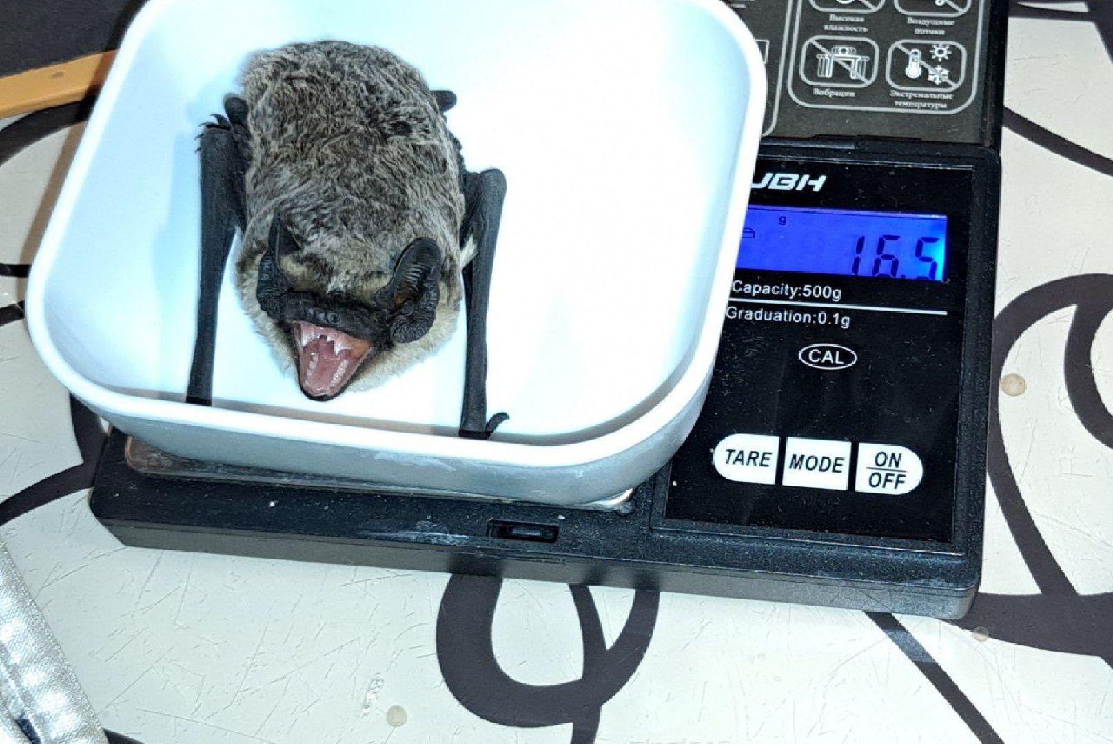 пущино, серпухов, волонтеры, природа, наука,