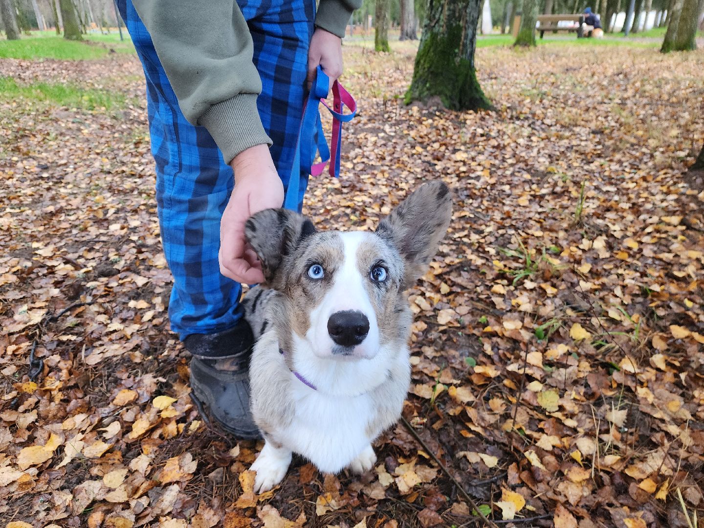 красноармейск,  городской округ пушкинский, корги-встречи , банный лес, день народного единства ,