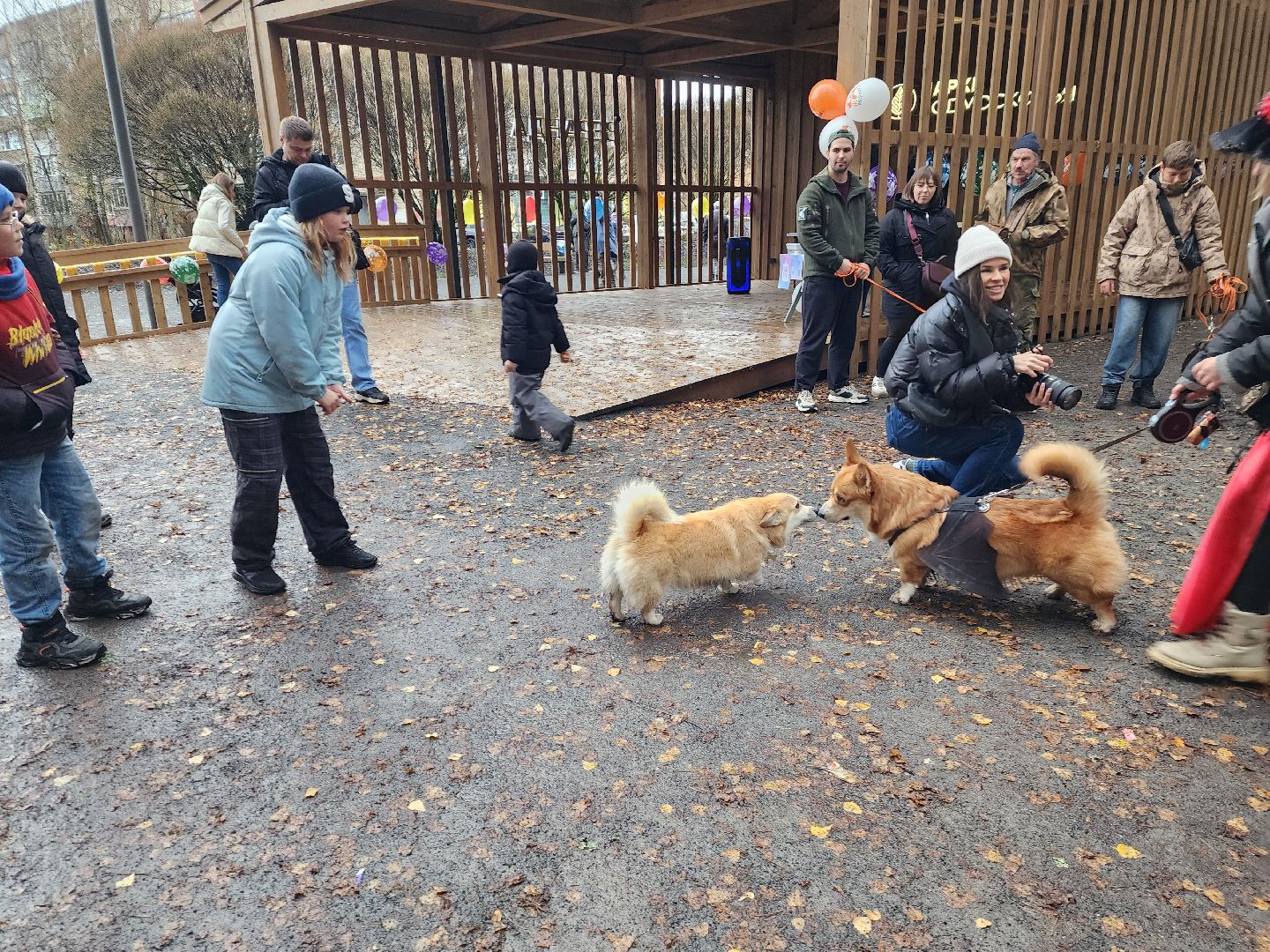красноармейск,  городской округ пушкинский, корги-встречи , банный лес, день народного единства ,