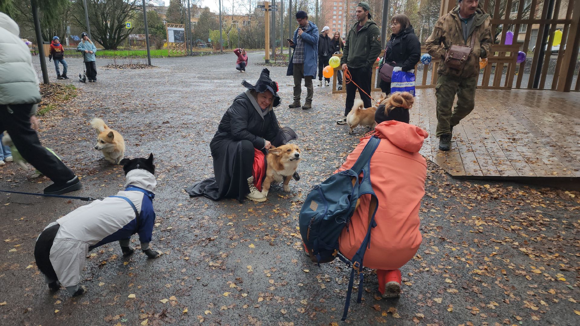 красноармейск,  городской округ пушкинский, корги-встречи , банный лес, день народного единства ,