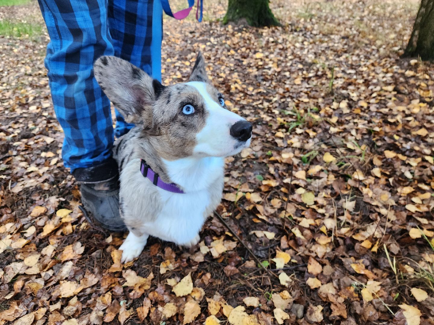 красноармейск,  городской округ пушкинский, корги-встречи , банный лес, день народного единства ,