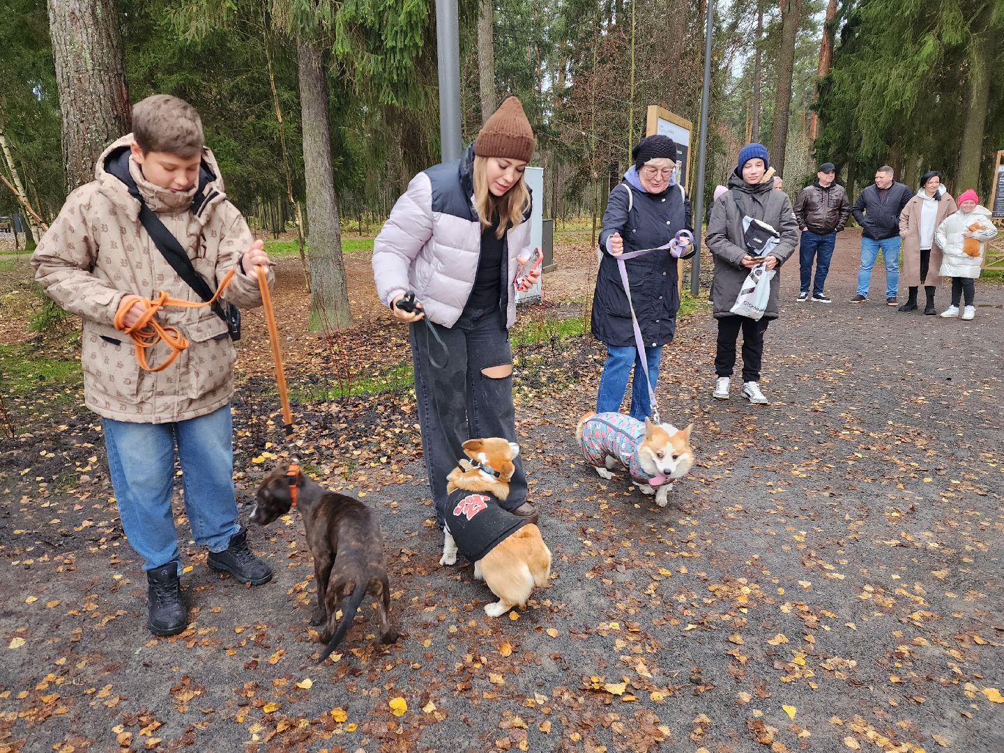 красноармейск,  городской округ пушкинский, корги-встречи , банный лес, день народного единства ,