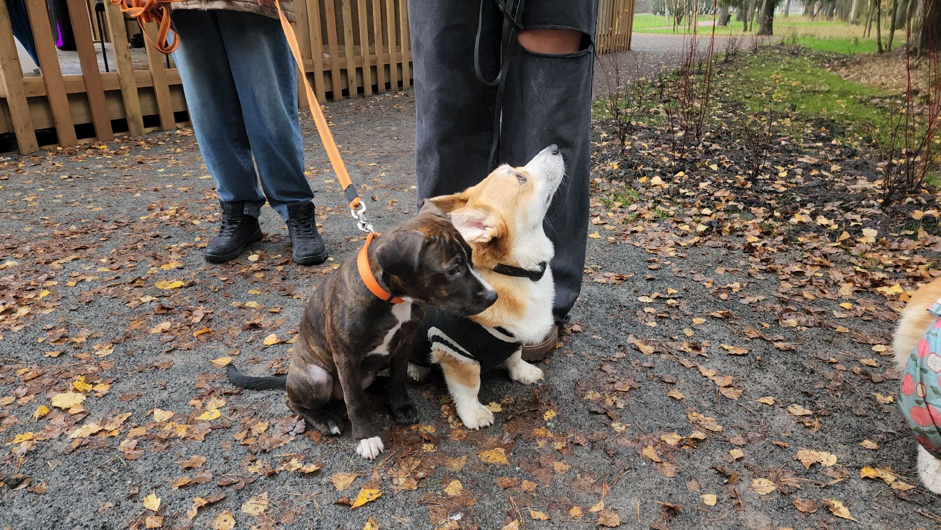 красноармейск,  городской округ пушкинский, корги-встречи , банный лес, день народного единства ,