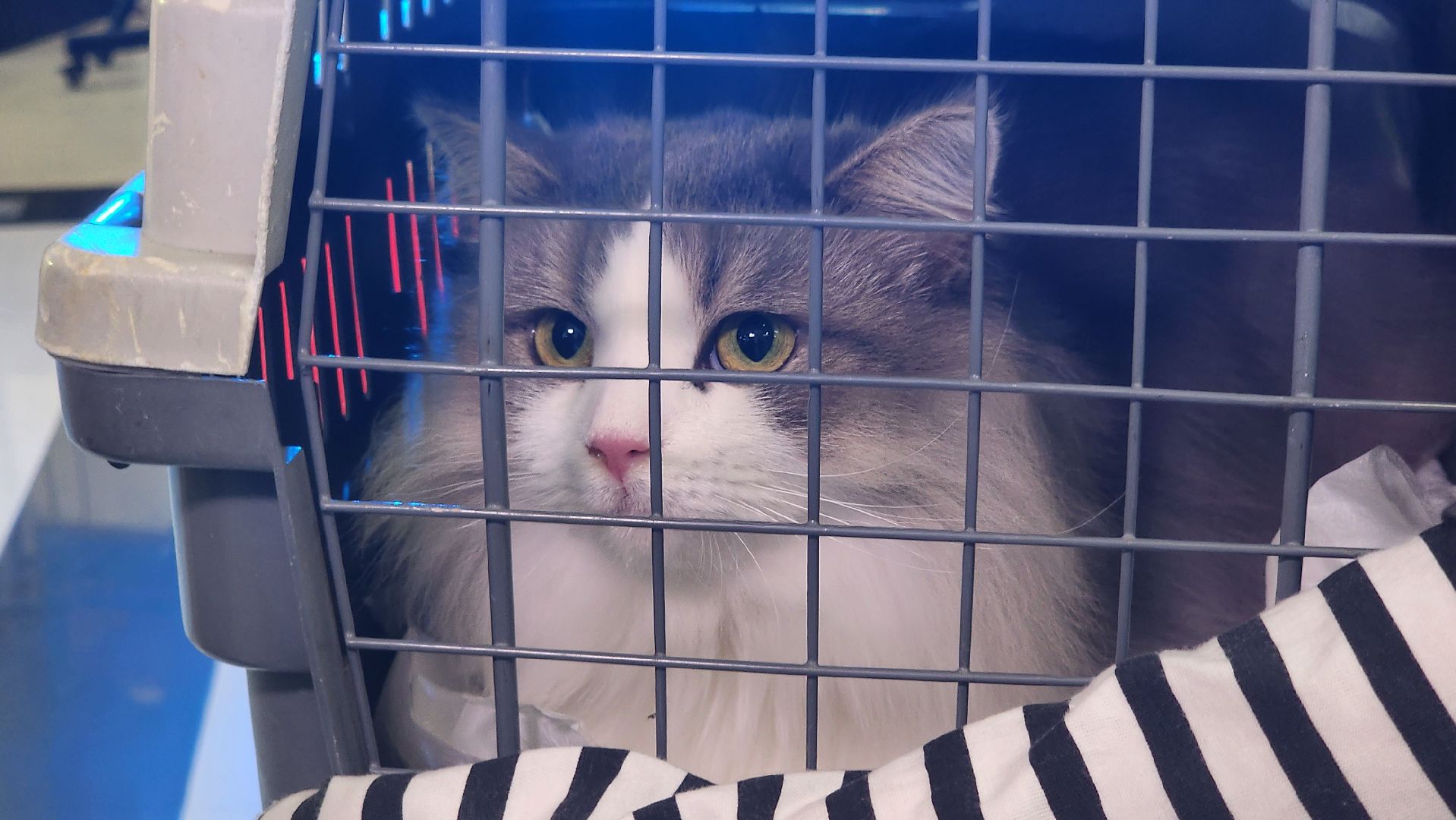 Люберцы, благотворительная выставка, доброкот, домашние животные,