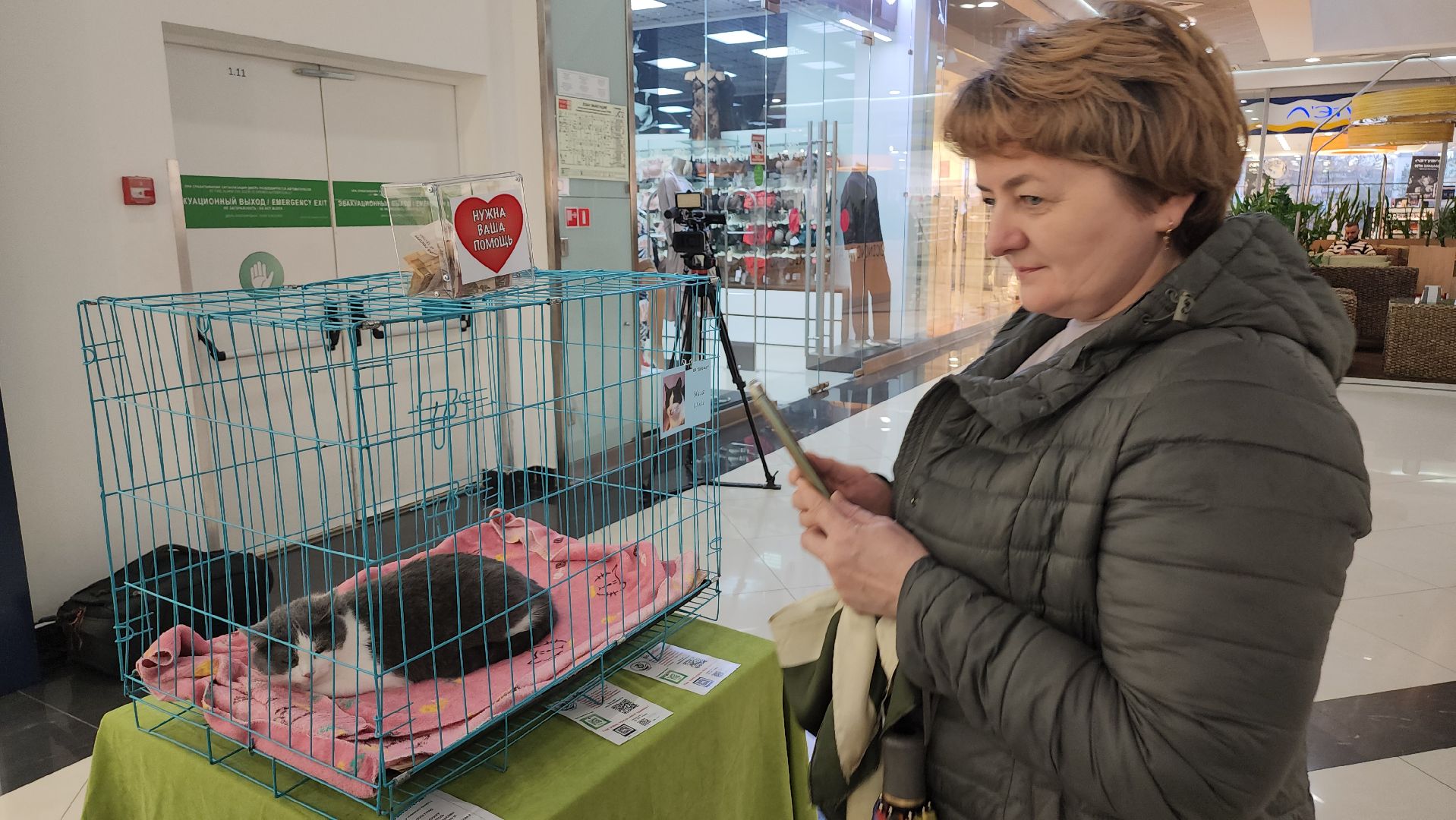 Люберцы, благотворительная выставка, доброкот, домашние животные,