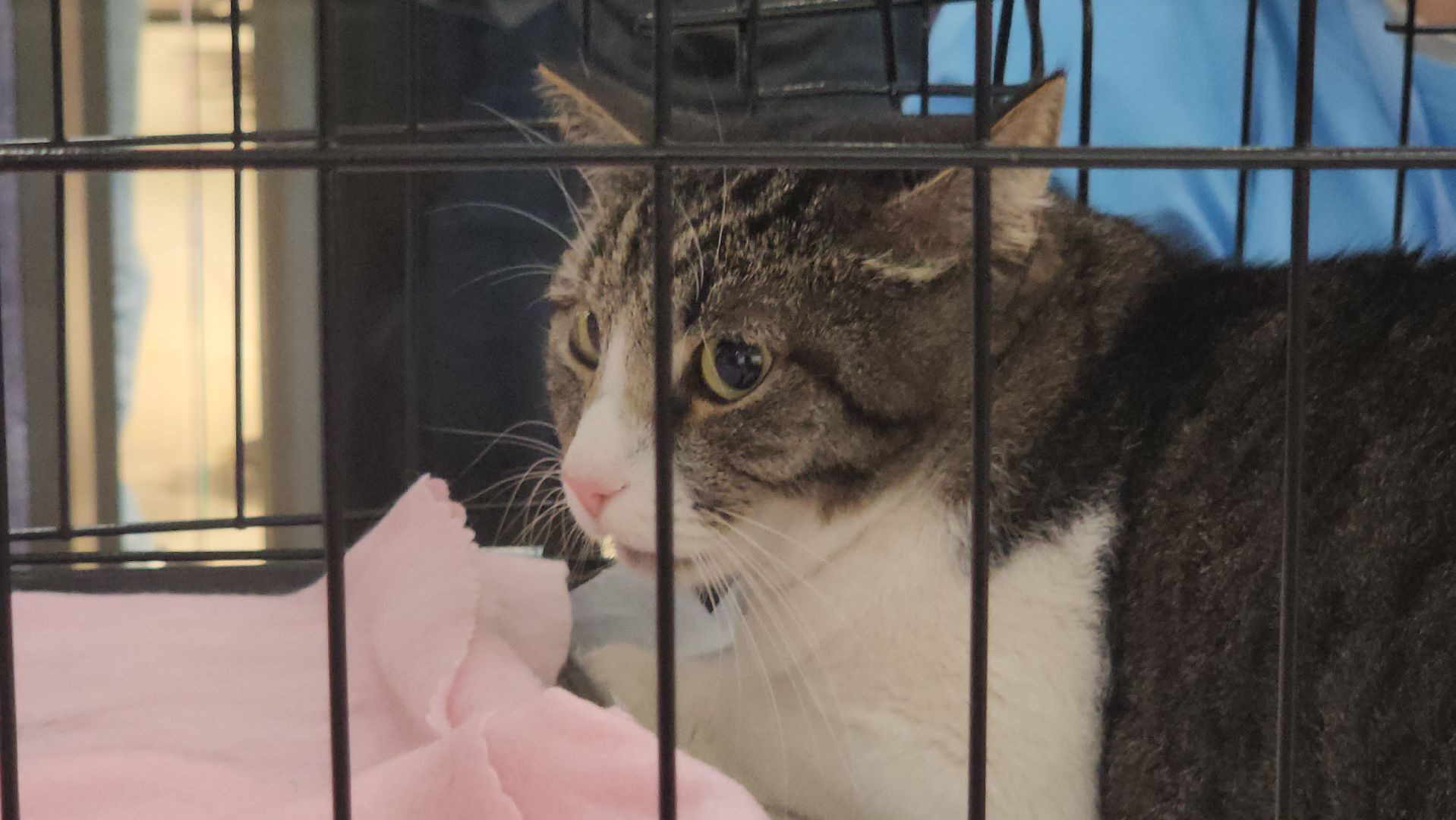 Люберцы, благотворительная выставка, доброкот, домашние животные,