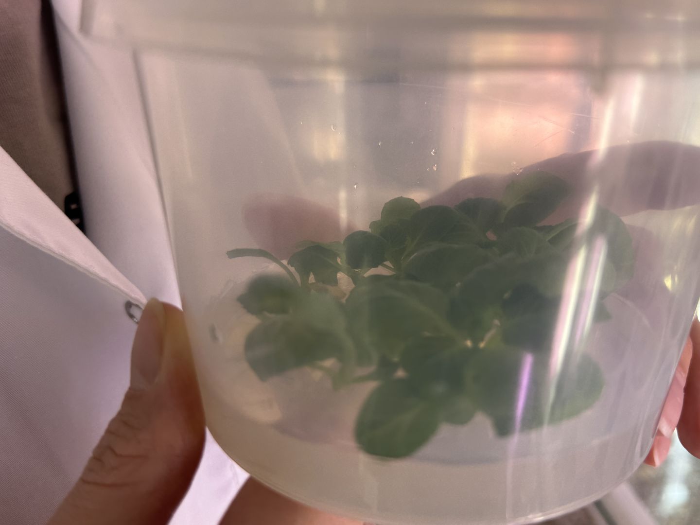 Прорыв в науке, Федеральный научный центр овощеводства, Молодые ученые,