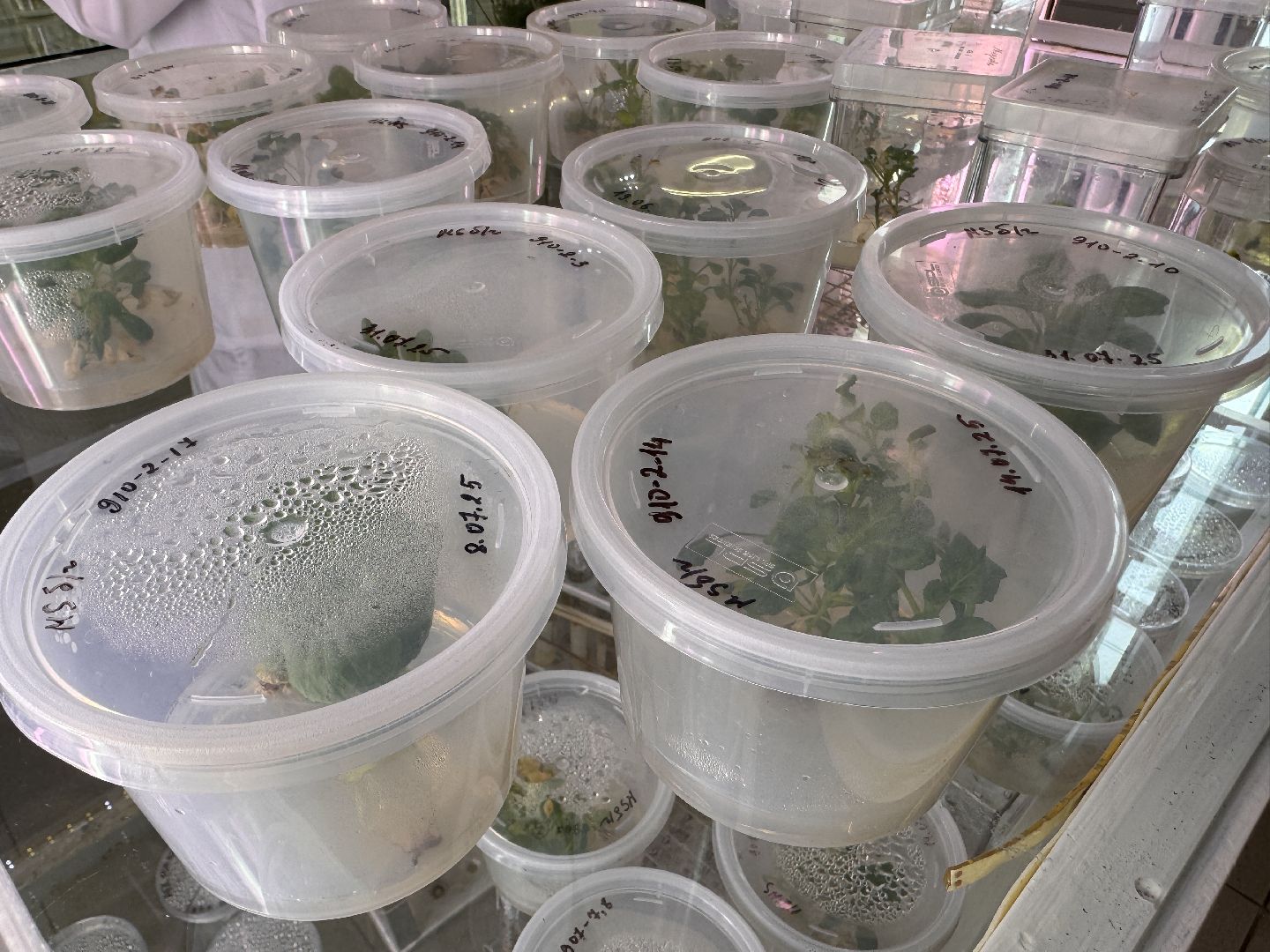 Прорыв в науке, Федеральный научный центр овощеводства, Молодые ученые,