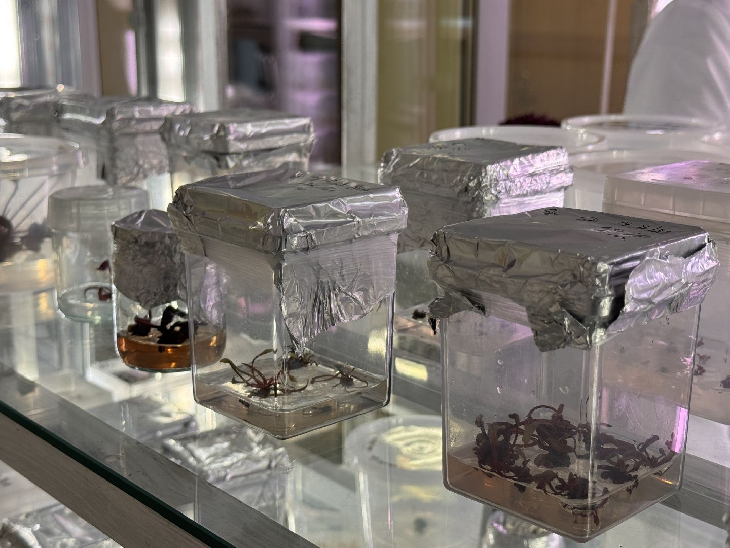 Прорыв в науке, Федеральный научный центр овощеводства, Молодые ученые,