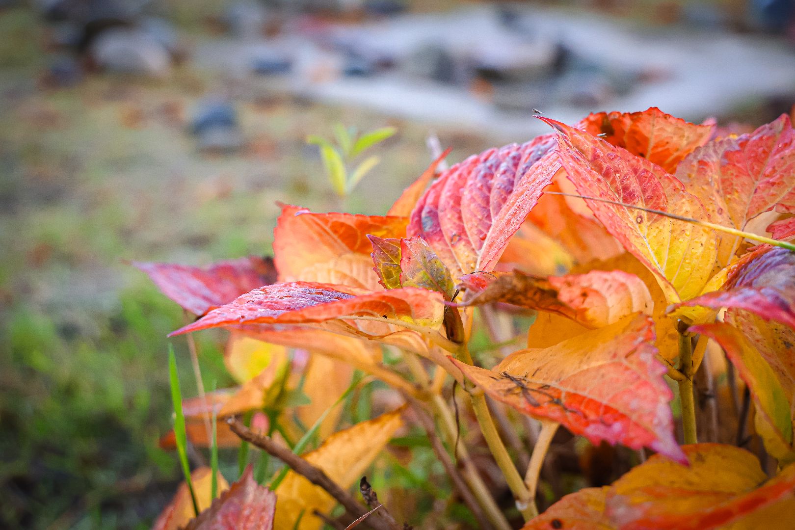клин, благоустройство, уборка листвы, жкх,