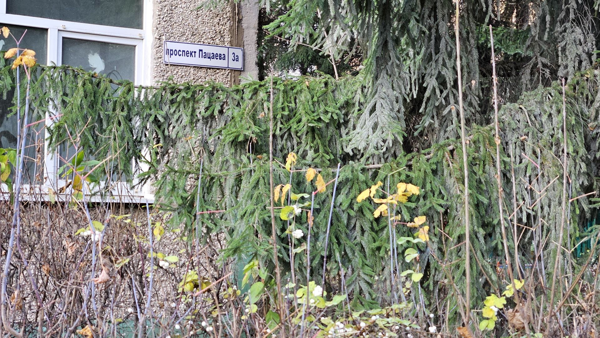 долгопрудный, детский сад 6 звездочка, аварийные деревья, благоустройство,