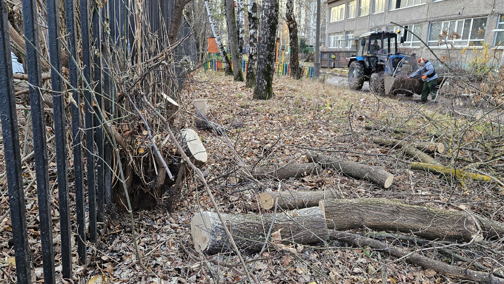 долгопрудный, детский сад 6 звездочка, аварийные деревья, благоустройство,