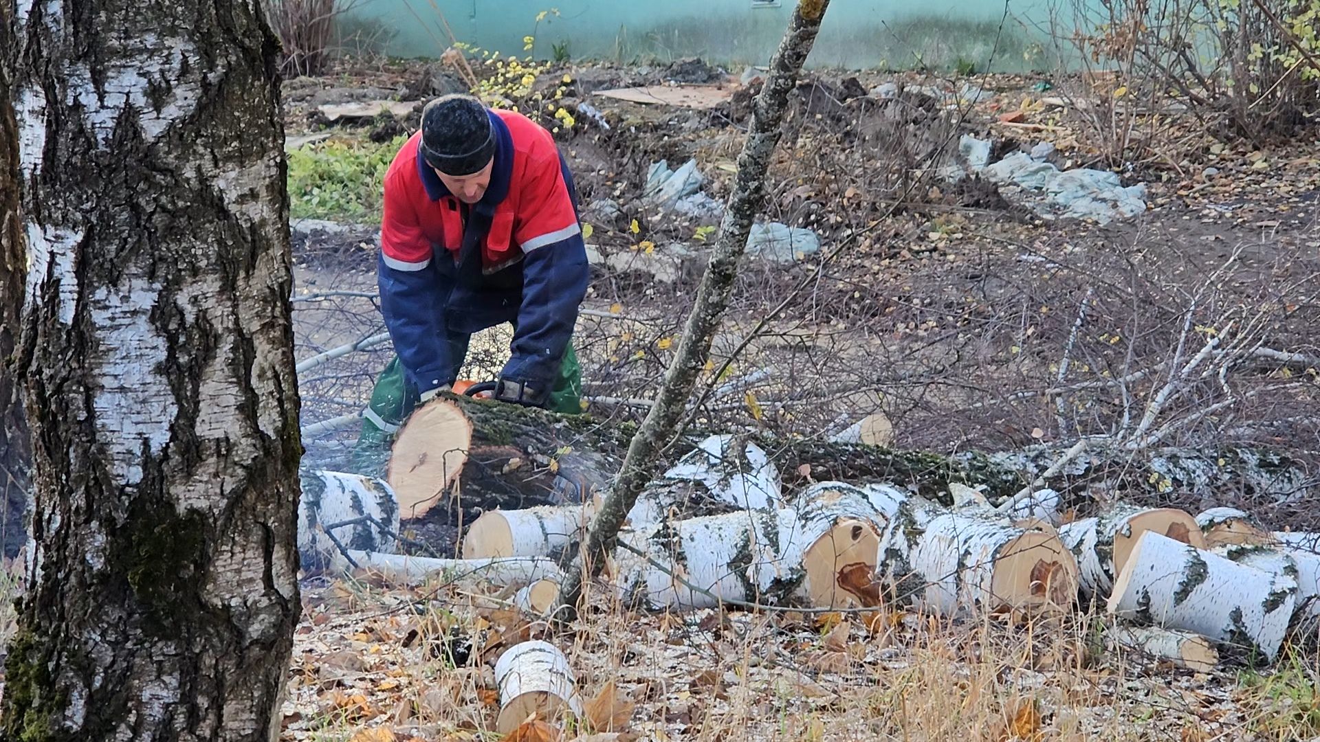 долгопрудный, детский сад 6 звездочка, аварийные деревья, благоустройство,