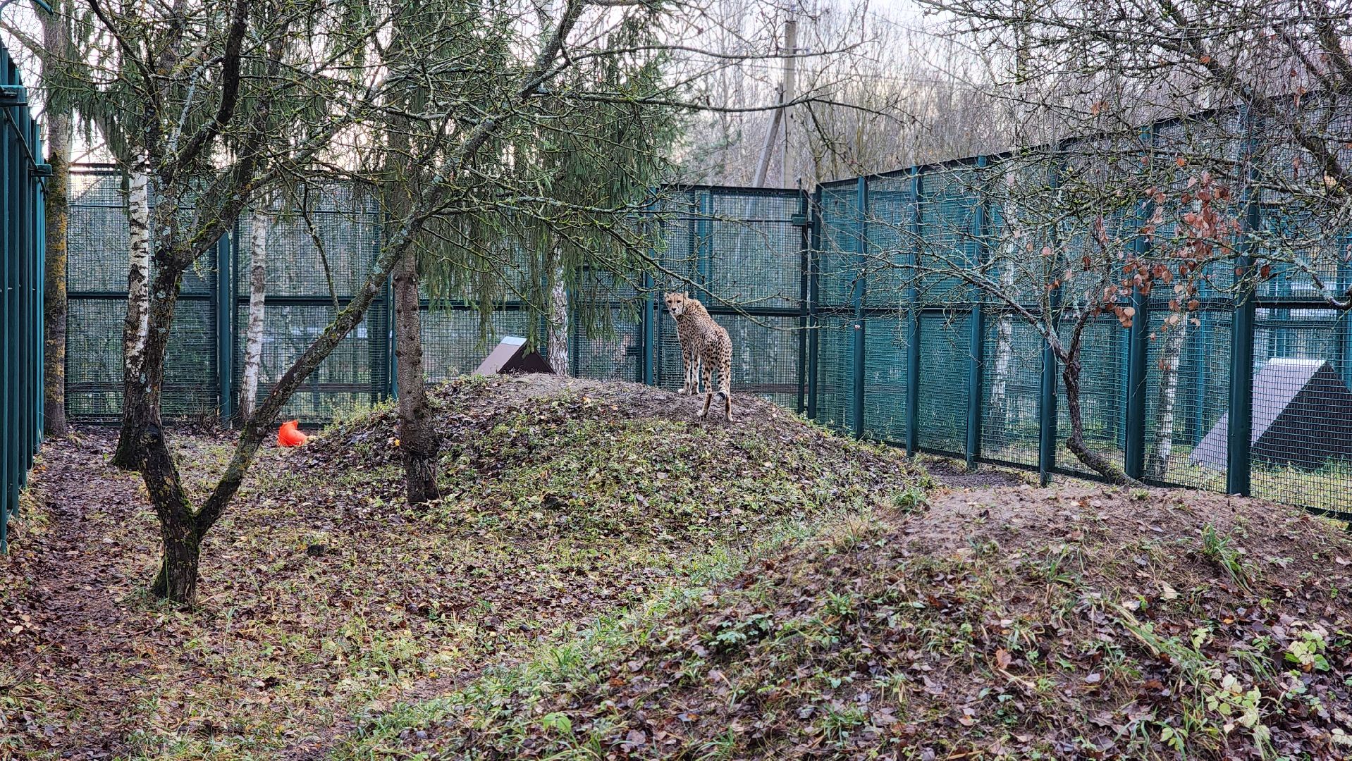 волоколамск, гепард, центр воспроизводства редких видов животных,