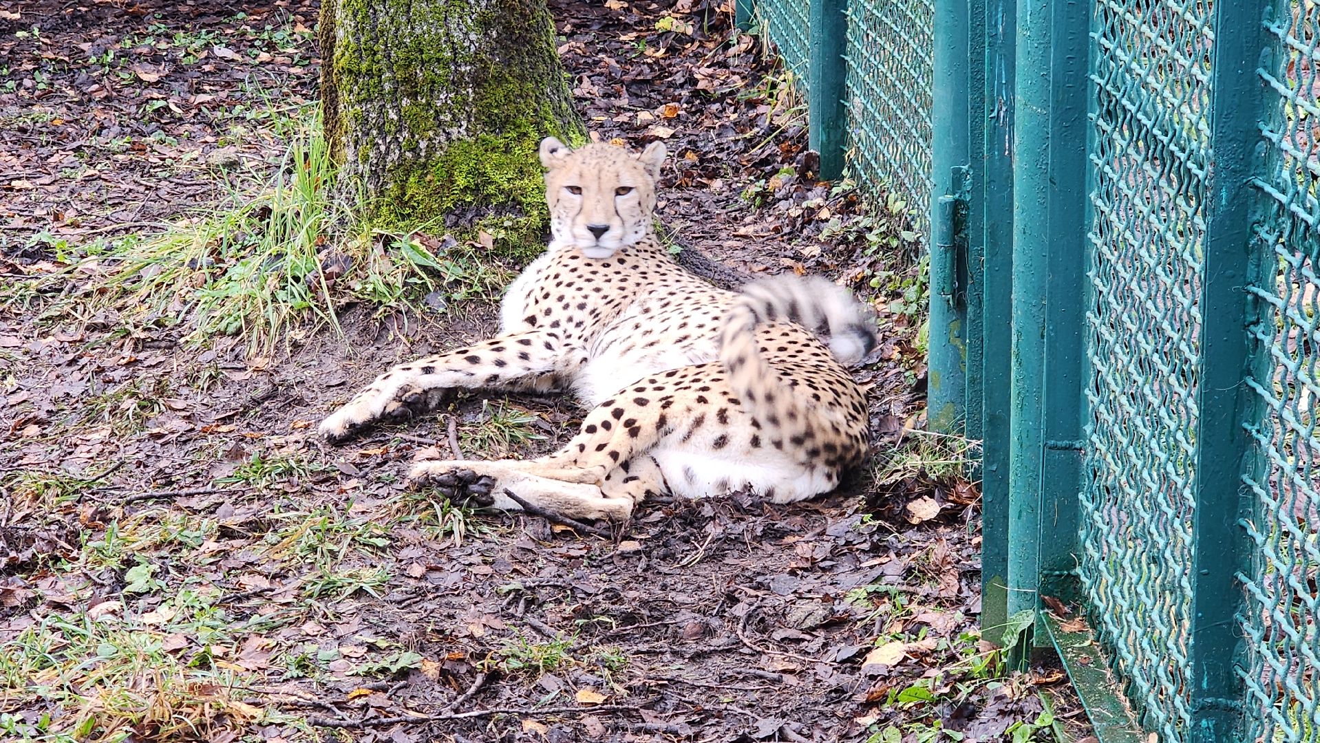 волоколамск, гепард, центр воспроизводства редких видов животных,