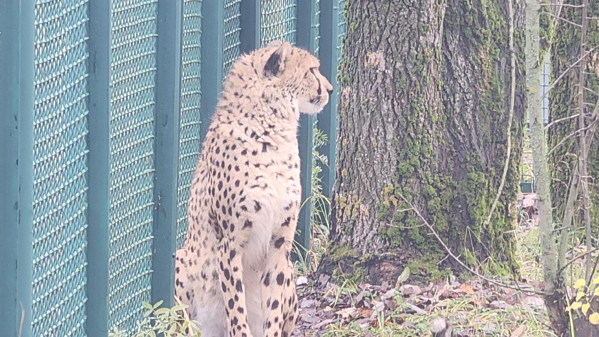 волоколамск, гепард, центр воспроизводства редких видов животных,