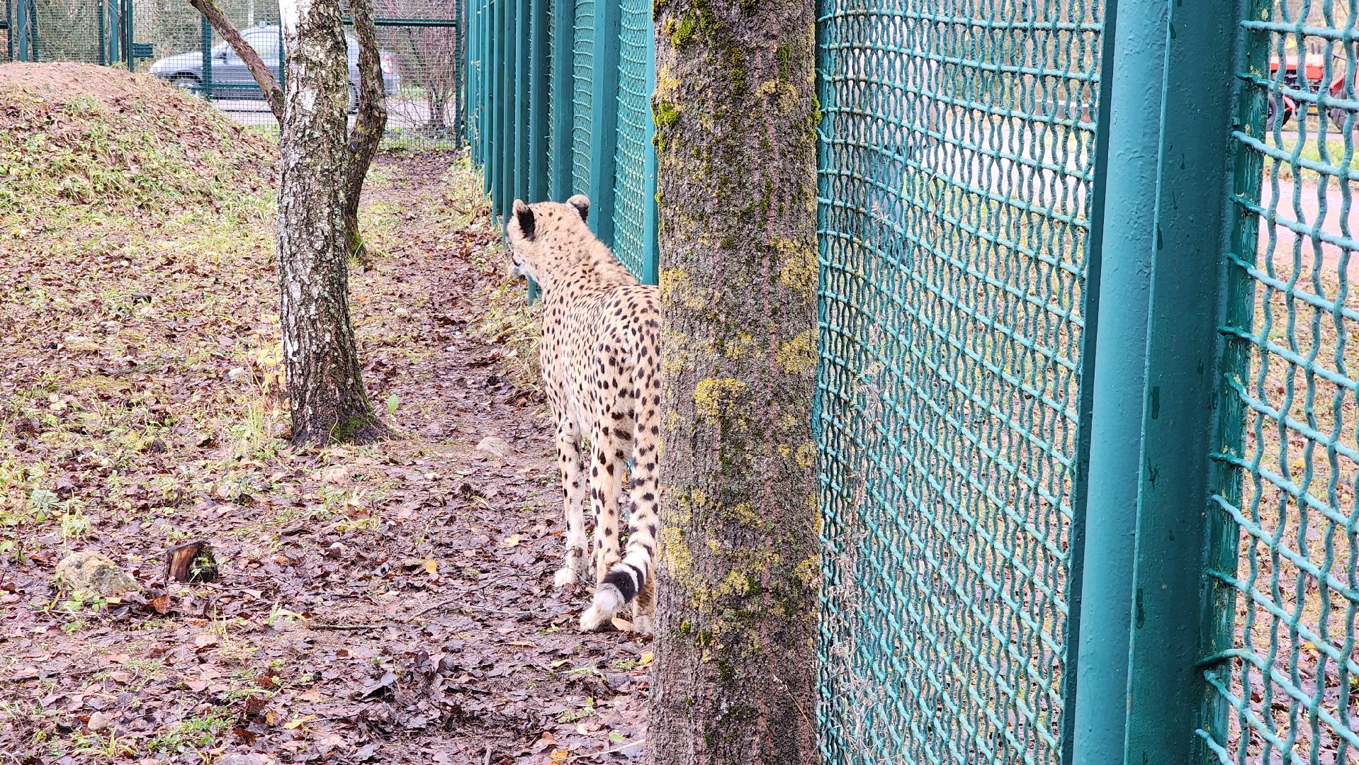 волоколамск, гепард, центр воспроизводства редких видов животных,