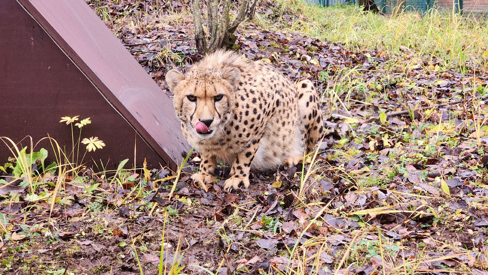 волоколамск, гепард, центр воспроизводства редких видов животных,