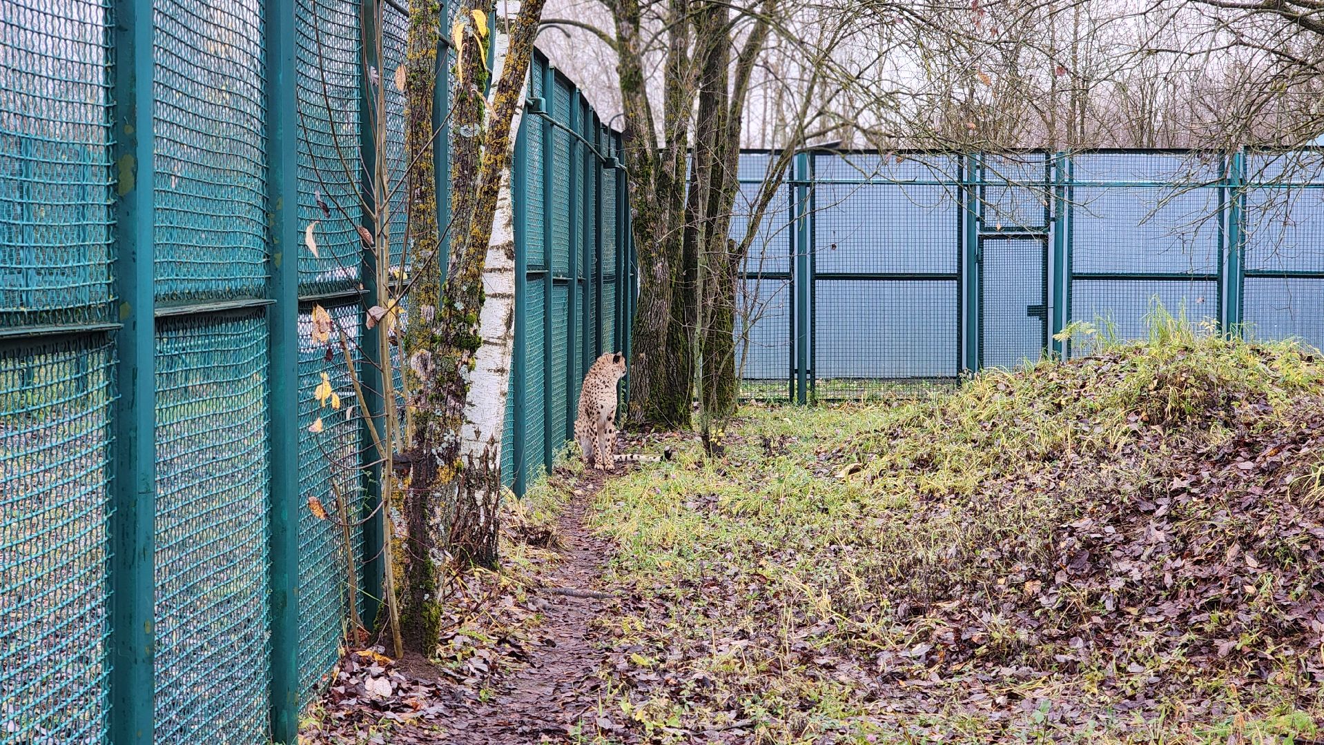 волоколамск, гепард, центр воспроизводства редких видов животных,