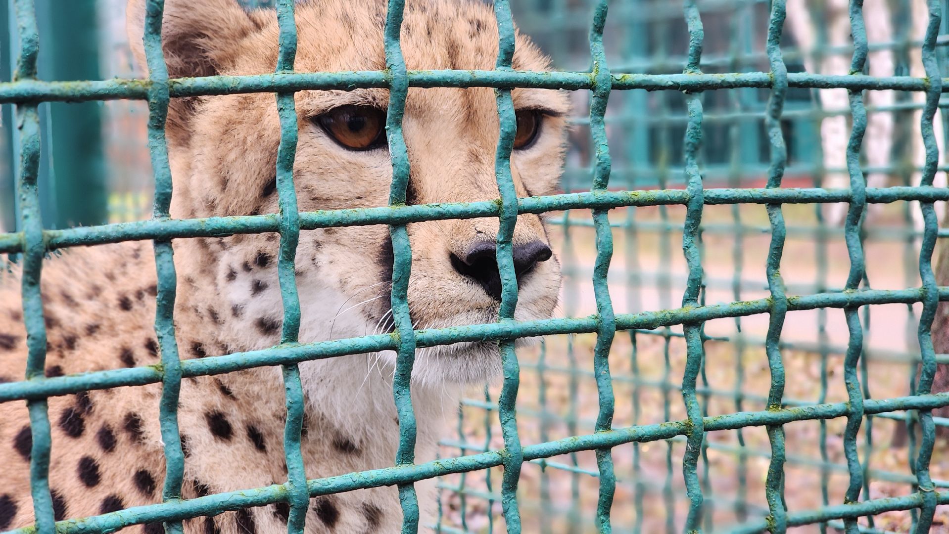 волоколамск, гепард, центр воспроизводства редких видов животных,