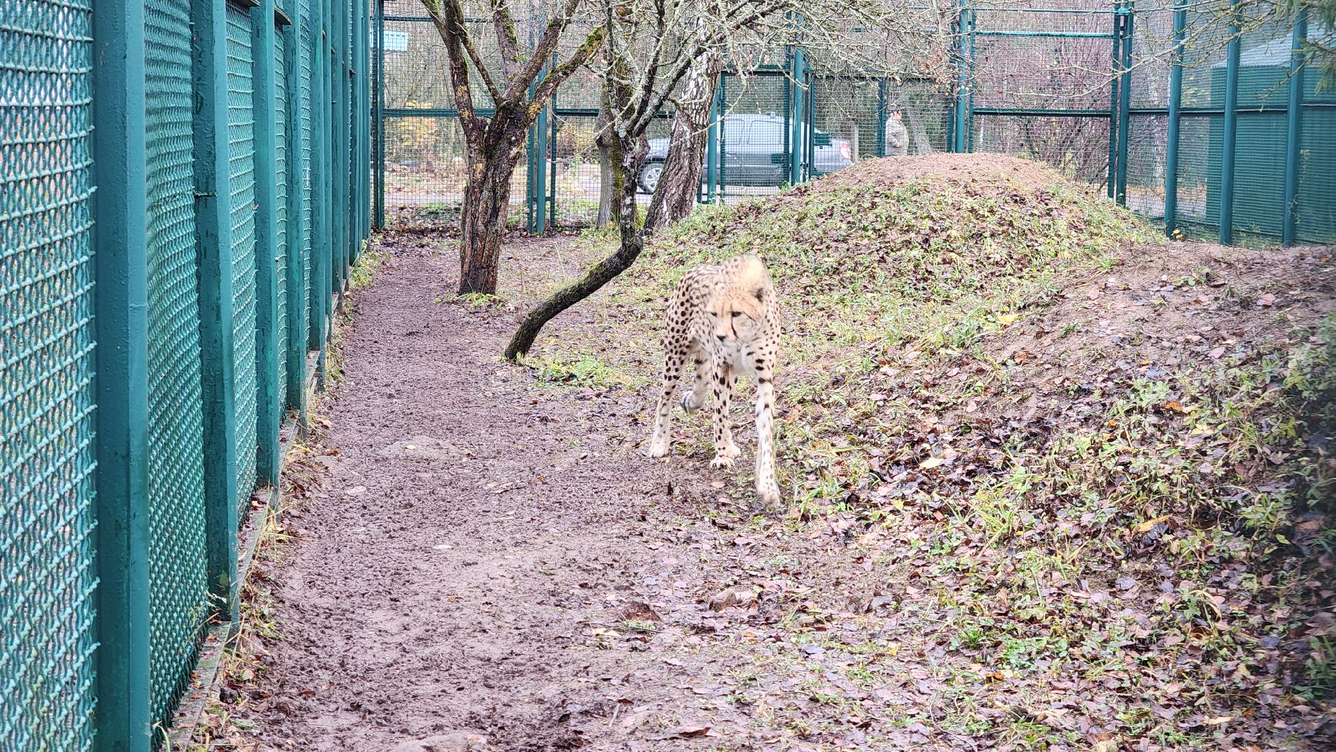 волоколамск, гепард, центр воспроизводства редких видов животных,