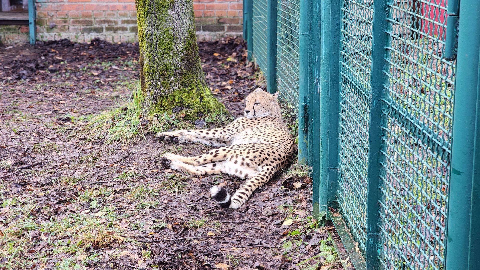волоколамск, гепард, центр воспроизводства редких видов животных,