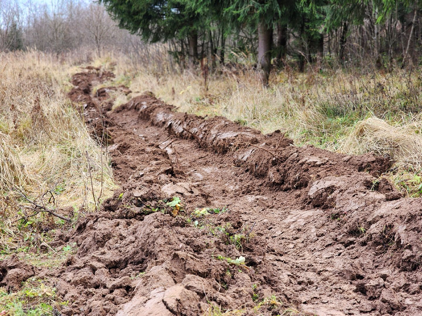 сергиев посад, сергиево-посадский городской округ, мособллес, сергиево-посадское лесничество, лесничий, противопожарные полосы, лесопарк загорское море, семхоз,минерализованные полосы,