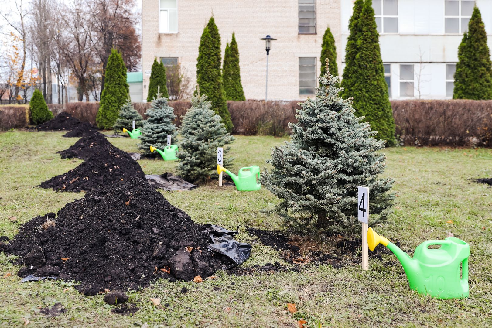 лес, деревья, память, сво,