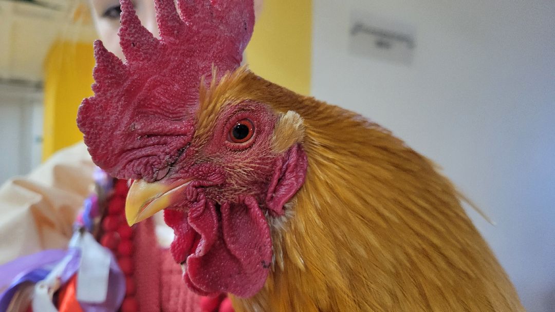 Красногорск