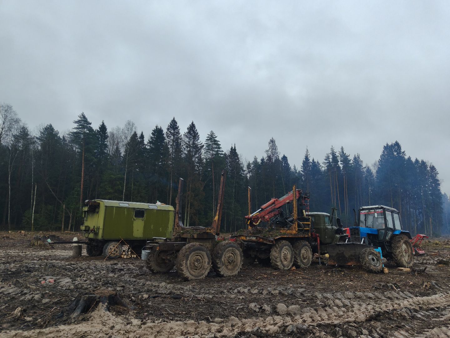 одинцовский городской округ, звенигородское лесничество, санитарная вырубка, мособллес,