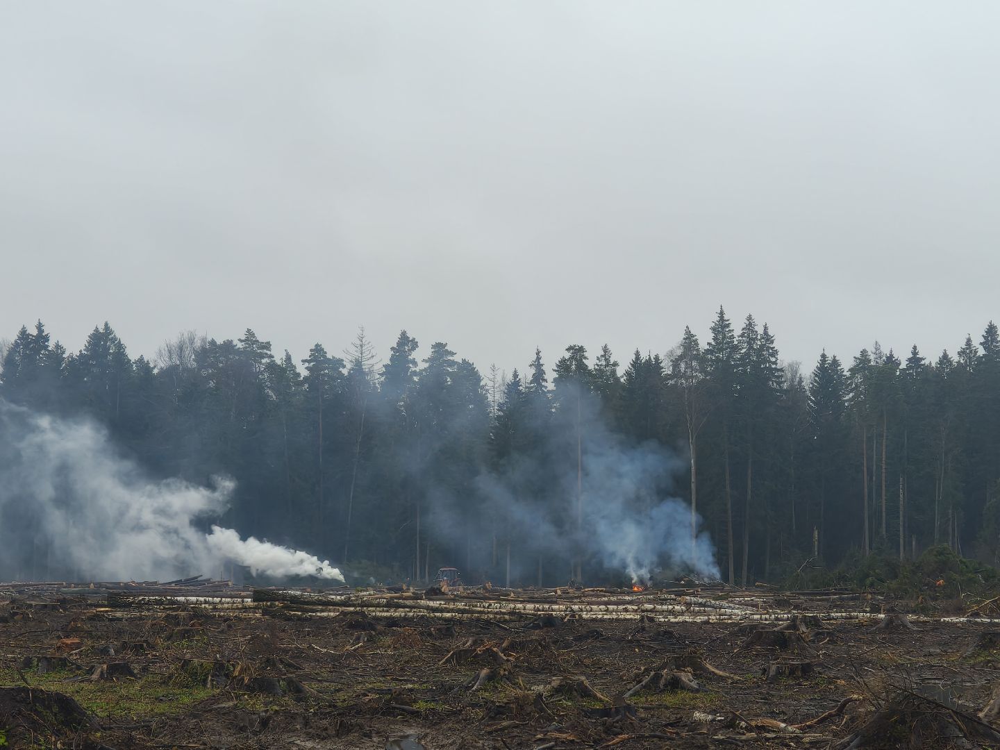 одинцовский городской округ, звенигородское лесничество, санитарная вырубка, мособллес,