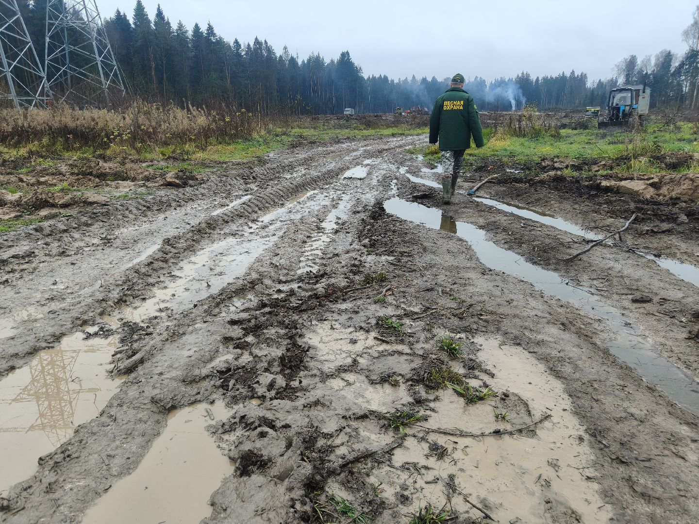 одинцовский городской округ, звенигородское лесничество, санитарная вырубка, мособллес,