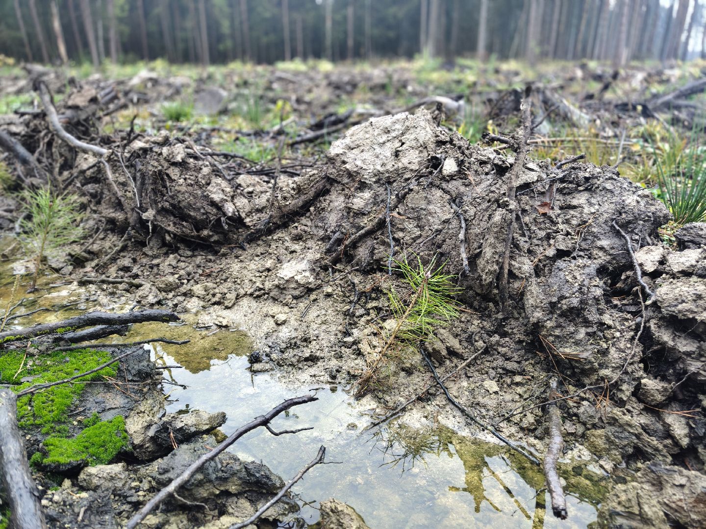 одинцовский городской округ, звенигородское лесничество, санитарная вырубка, мособллес,