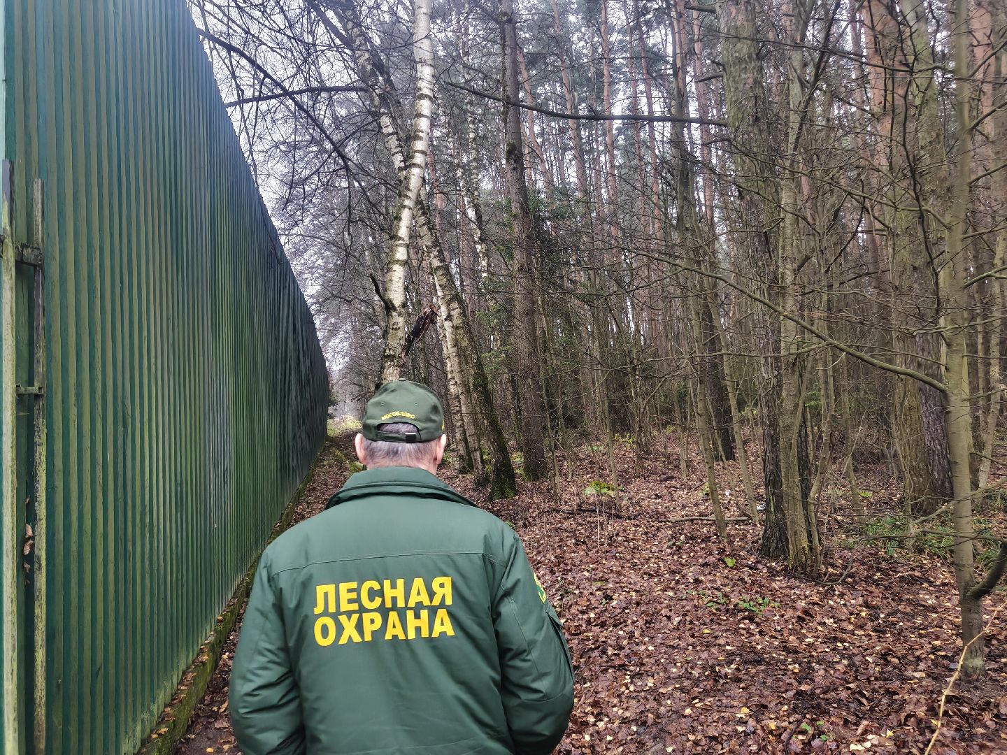 одинцовский городской округ, звенигородское лесничество, санитарная вырубка, мособллес,