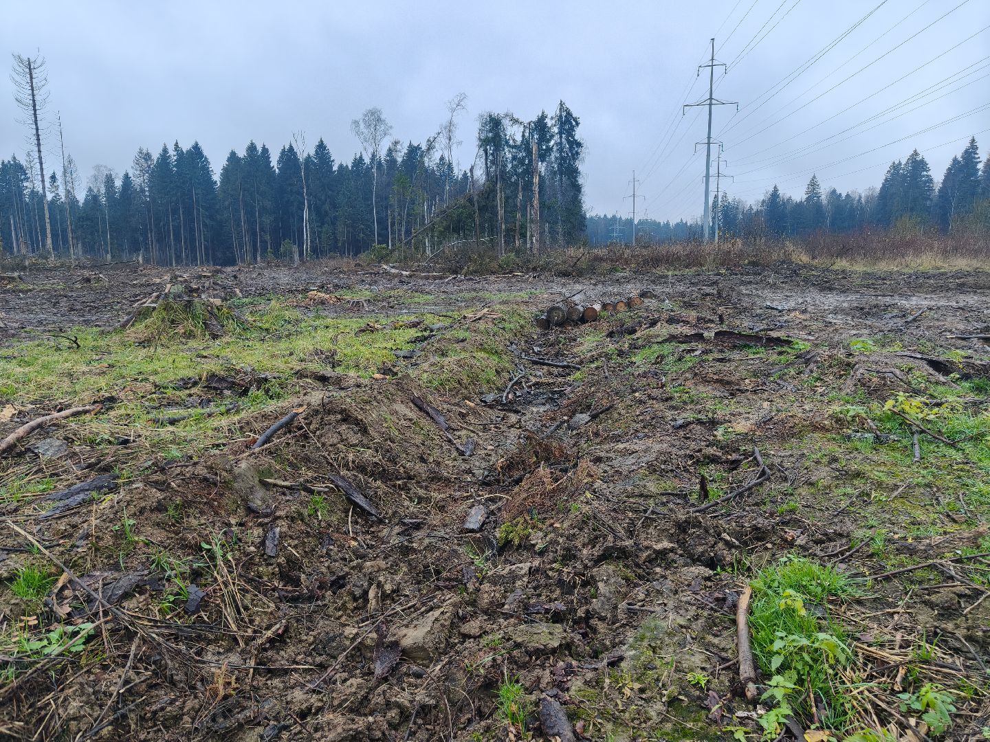 одинцовский городской округ, звенигородское лесничество, санитарная вырубка, мособллес,