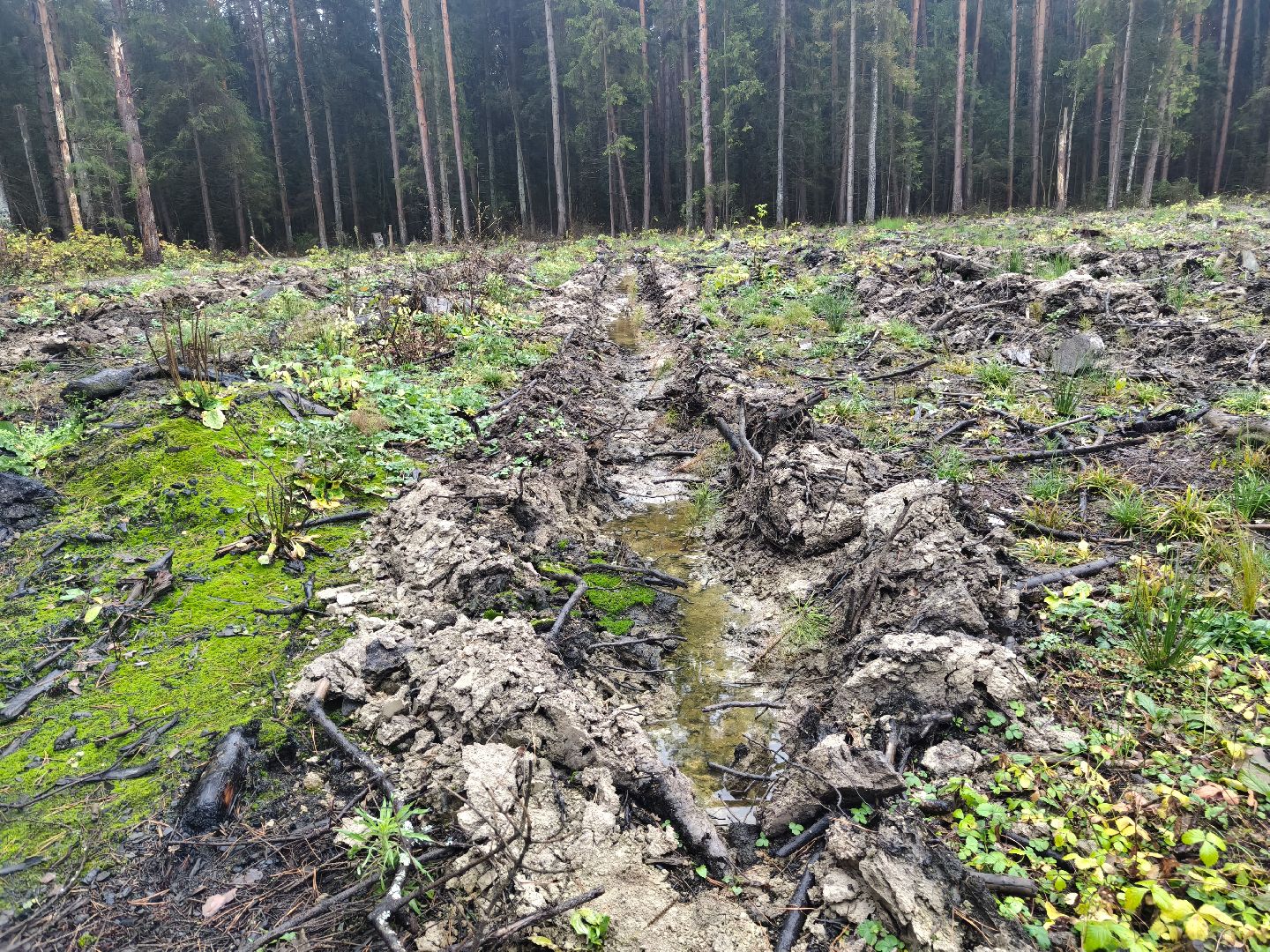 одинцовский городской округ, звенигородское лесничество, санитарная вырубка, мособллес,