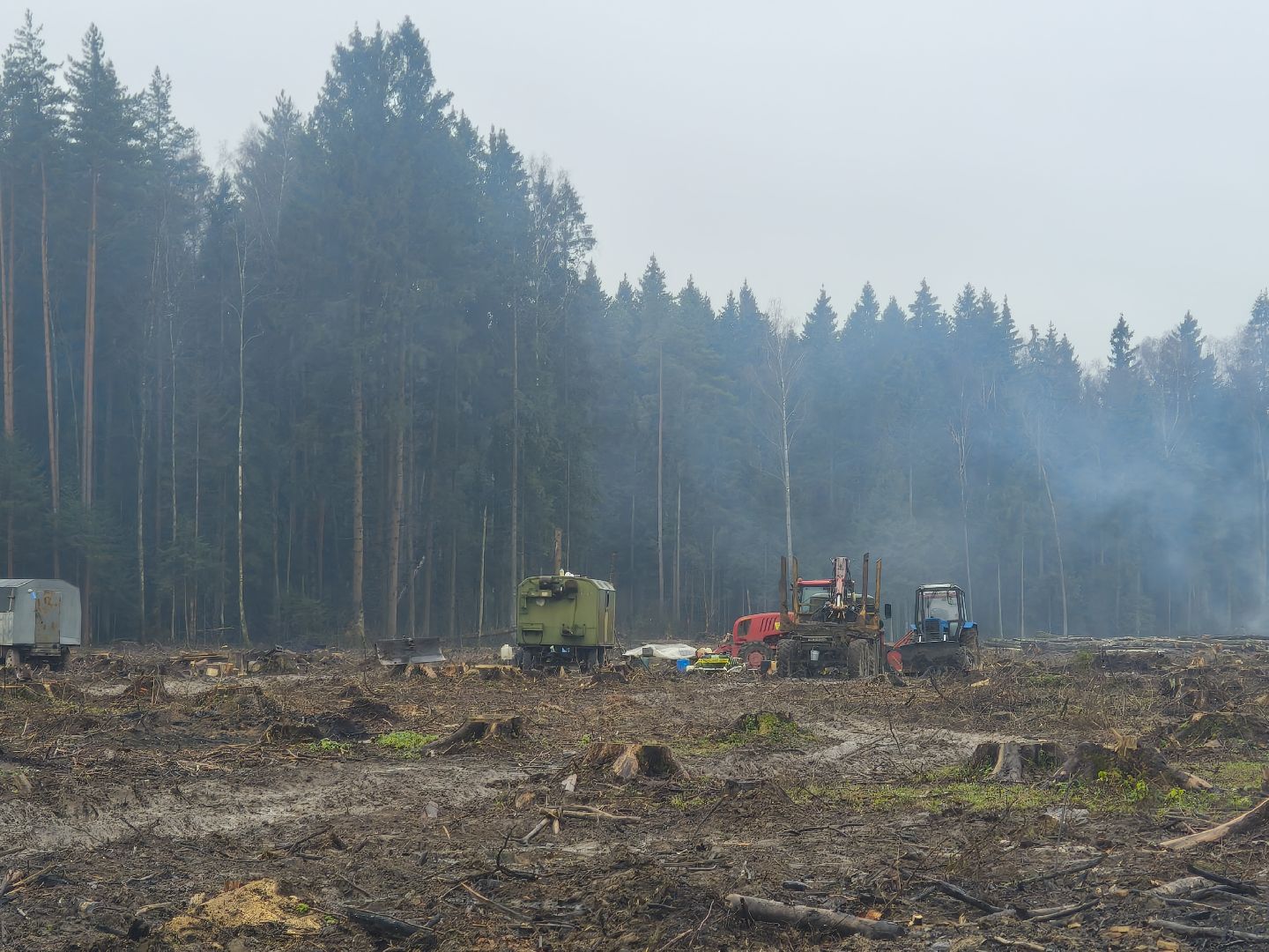 одинцовский городской округ, звенигородское лесничество, санитарная вырубка, мособллес,