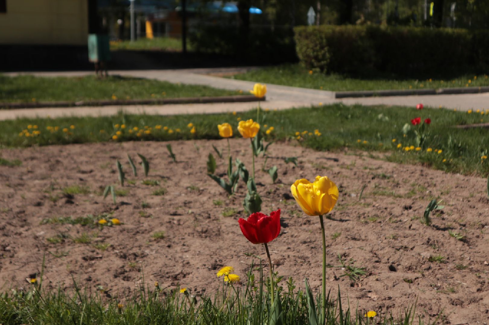 Пущино, благоустройство, цветники