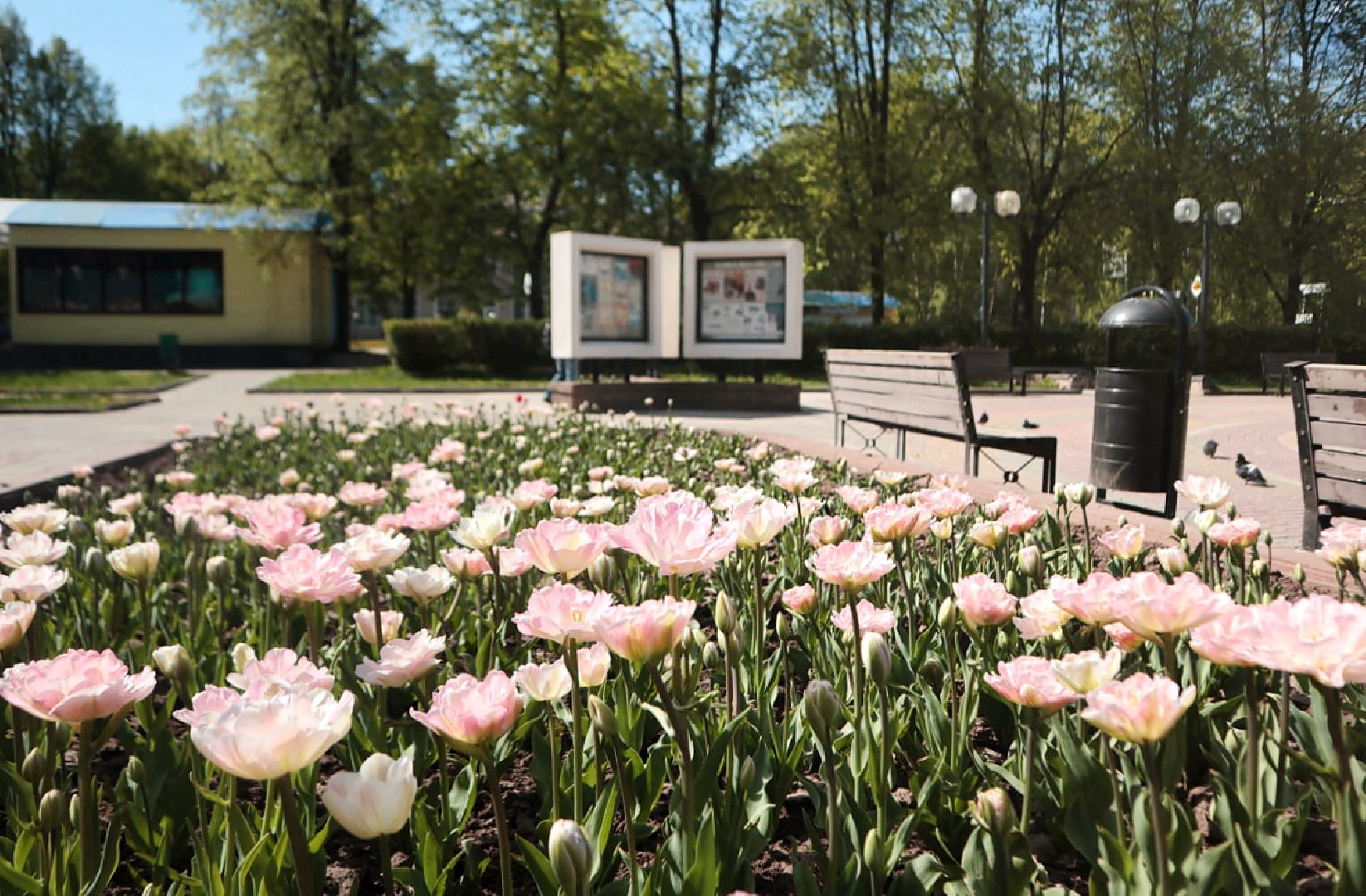 Пущино, благоустройство, цветники