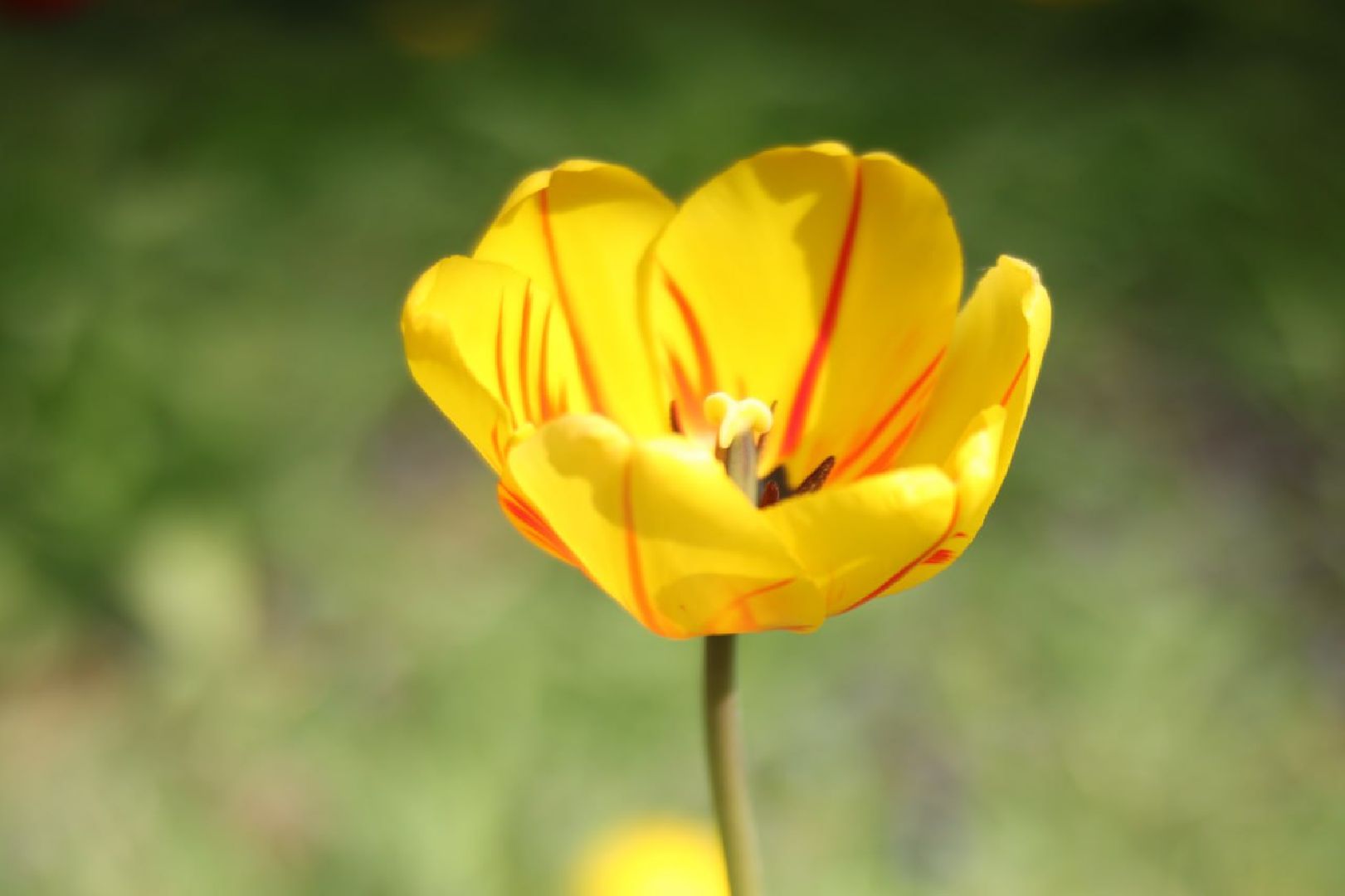 Пущино, благоустройство, цветники