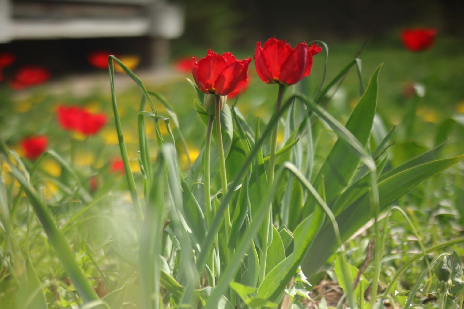 Пущино, благоустройство, цветники